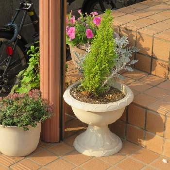 ゴールドクレスト の投稿画像一覧 Greensnap グリーンスナップ ゴールドクレスト の投稿画像一覧 Greensnap グリーンスナップ