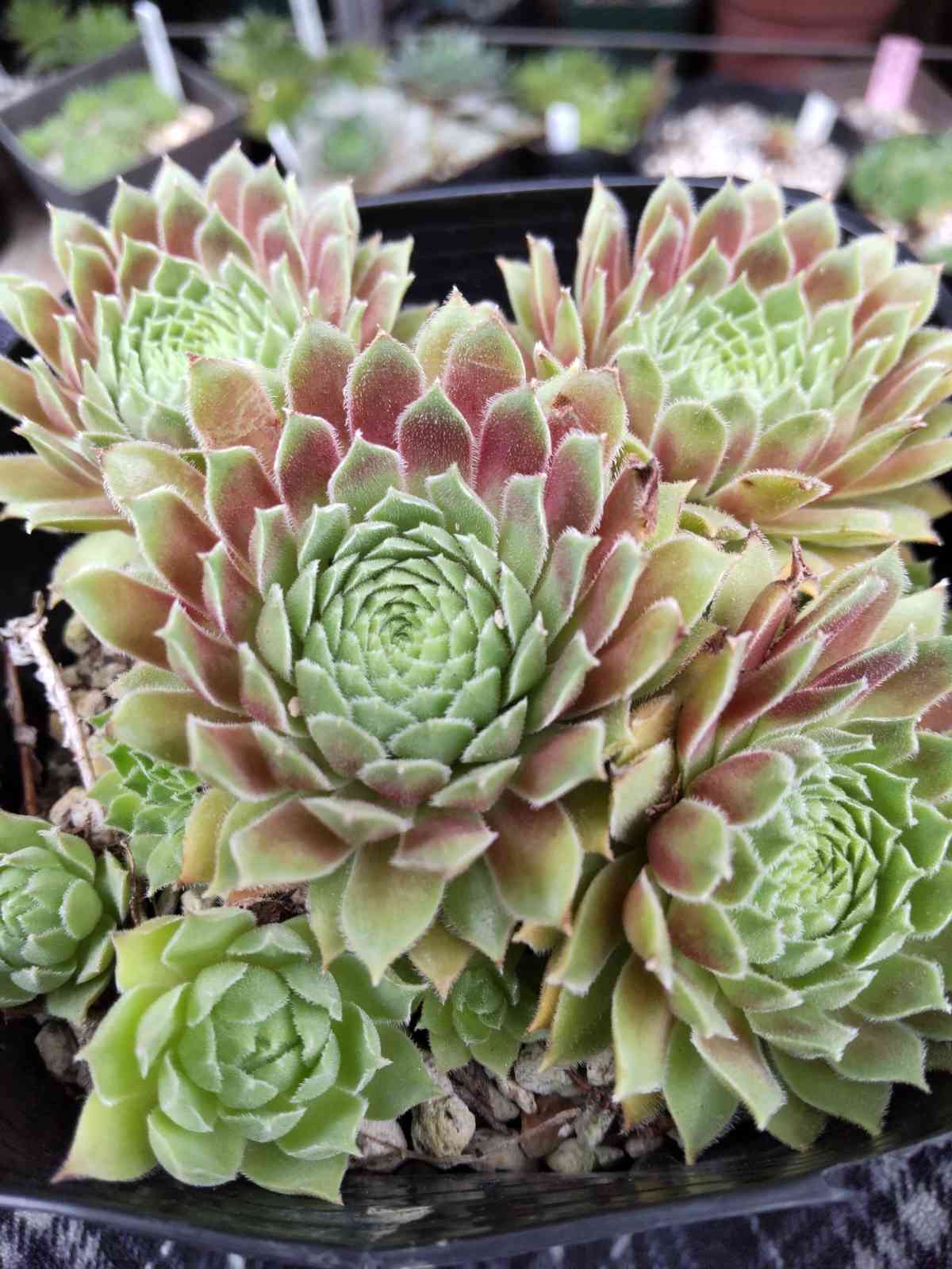 センペルビウム　ファイヤーバード 楽天市場】多肉植物 sfセンペルビウム ファイヤーバード 7.5cm