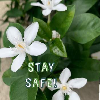 スヌーピーの投稿画像一覧 Greensnap グリーンスナップ