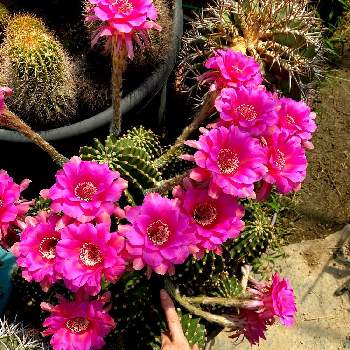 ロビオプシスSPの画像 by miki❄︎mikiさん | ロビオプシスSPと花のある暮らしといやされると植中毒と美し過ぎだろ。