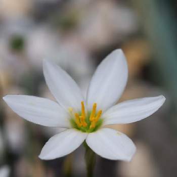 ゼフィランサス♡の画像 by haruさん | 小さな庭と白い花と小さなお花とゼフィランサス♡とタマスダレ＊