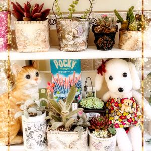 多肉棚DIY,バラと夢CLUB,ミルさんのソクワンちゃん,棒の日,医療現場の人々に感謝の画像