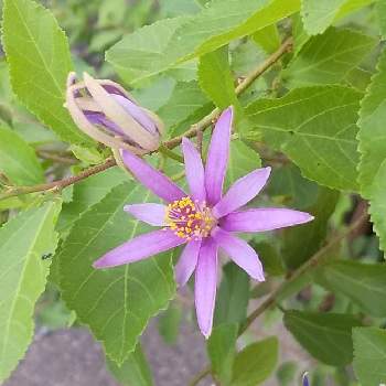 睡蓮木の投稿画像一覧 Greensnap グリーンスナップ