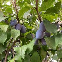 プルーンの育て方 栽培 苗木の植え付け 剪定 収穫の時期や方法は Greensnap グリーンスナップ プルーンの育て方 栽培 苗木の植え付け 剪定 収穫の時期や方法は Greensnap グリーンスナップ