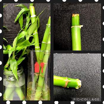 100均ミリオンバンブーの投稿画像一覧 Greensnap グリーンスナップ