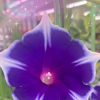 キュン死祭りの画像 by Nico ♪さん | お出かけ先と朝顔とお花大好きと花いっぱい！とお花に癒されてと元気もらえると綺麗と癒されるとキュン死祭りと花いろいろと可愛いと紫の花と素敵