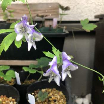 エゾトリカブトの投稿画像一覧 Greensnap グリーンスナップ