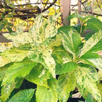 斑入り紫陽花の花の投稿画像一覧 Greensnap グリーンスナップ