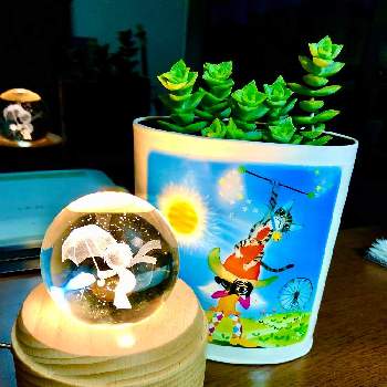 星の王子さまの投稿画像一覧 Greensnap グリーンスナップ