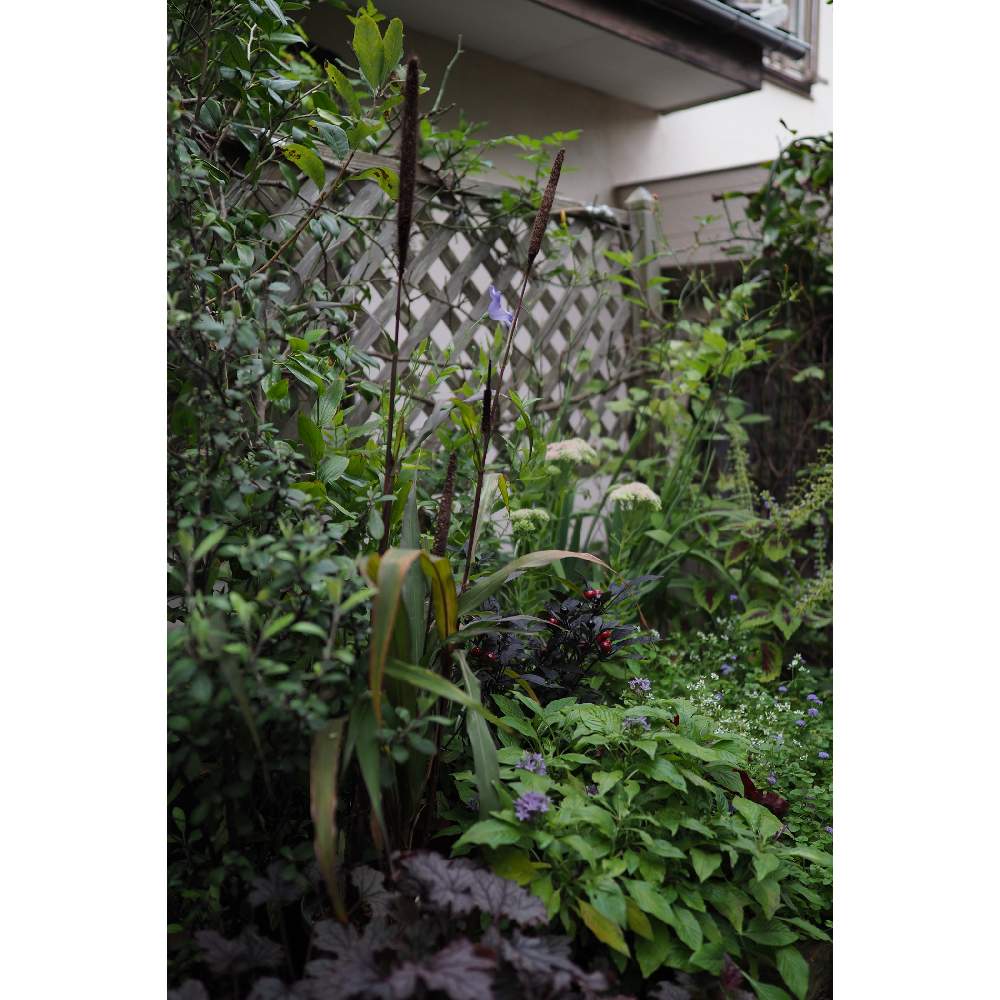 小さな庭の画像 by 我楽多さん | 小さな庭とミレットパープルマジェスティといつもの箱庭（メインの花壇）とOM-D E-M1ⅡとOLY 17mm F1.2と九月の箱庭