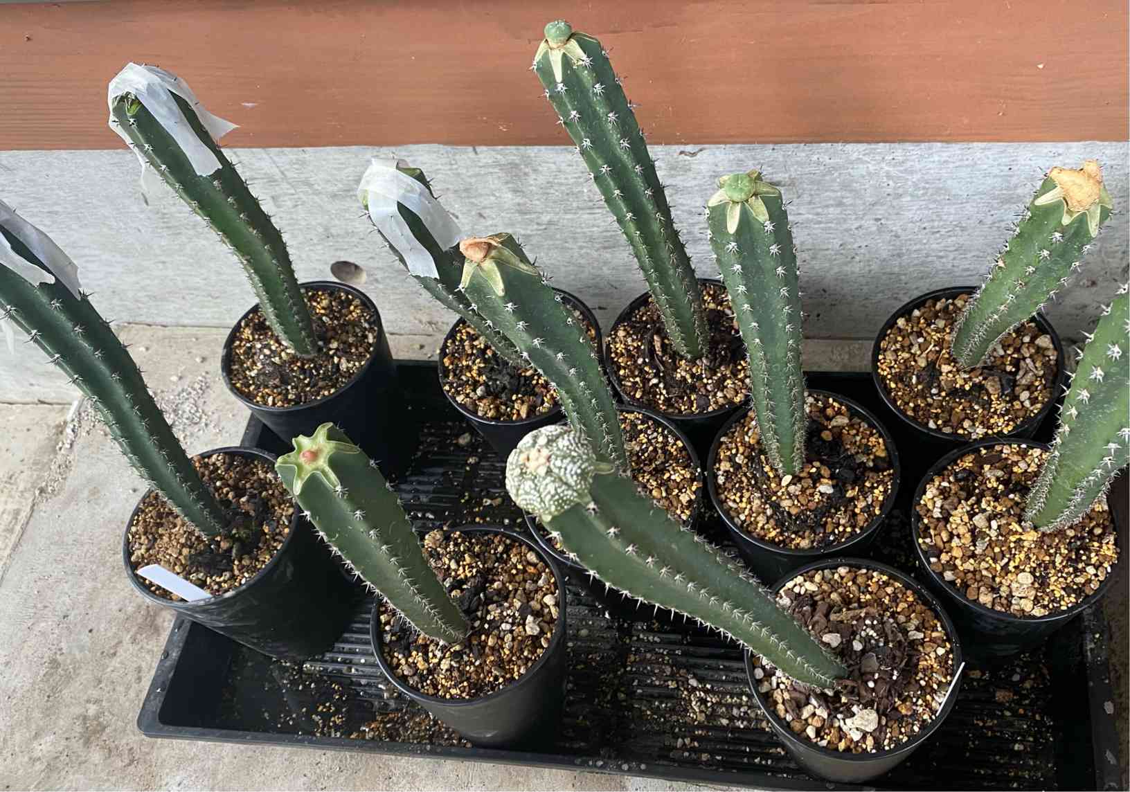 サボテン接木してみた ※更新中｜🍀GreenSnap（グリーンスナップ）