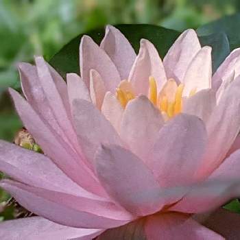 ハス・スイレン✽の画像 by 秋草さん | 広い庭とスイレンとピンク色の花と池♡とハス・スイレン✽