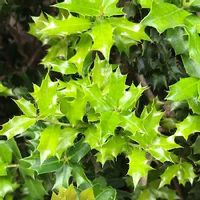 ヒイラギ 柊 の育て方 剪定時期や挿し木の方法は Greensnap グリーンスナップ