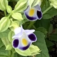 トレニア,ありがとう♡,トレニア合唱団♪,癒しの薄紫,お花散歩の画像