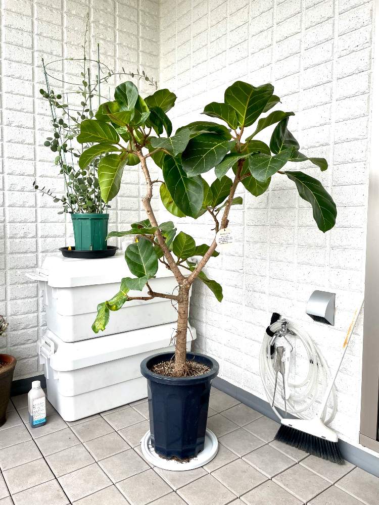 フィカス アフリカンプリンスの投稿画像 By Riyomiさん グリーンドラム 21月9月12日 Greensnap グリーンスナップ Greensnap グリーンスナップ