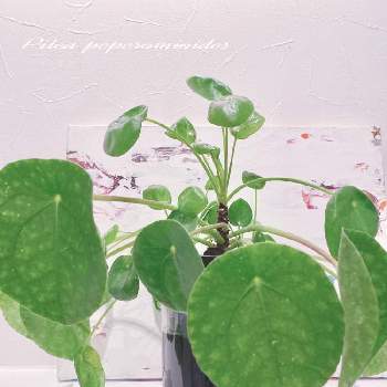  ピレアの画像 by アィリィさん | 部屋と新葉と観葉植物と ピレアと緑のある暮らしと成長記録とペペロミオイデス