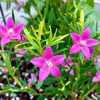 クロウエア サザンクロス,サザンクロス,鉢植え,小さな花,花のある暮らしの画像