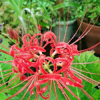 中国原産の投稿画像一覧 Greensnap グリーンスナップ