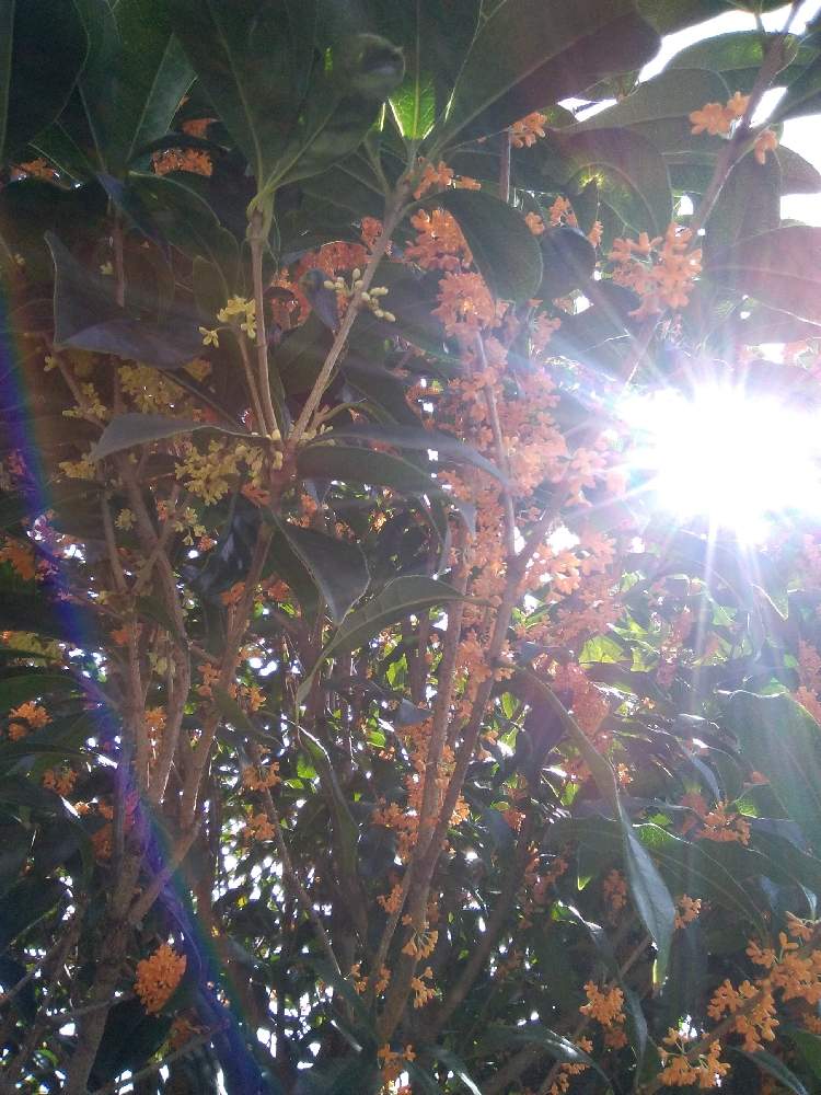 の画像 by まりりんさん | 金木犀　銀木犀と庭の花と季節の花と旬でぇすと我が家の花壇と頑張れと花いろいろと我が家のガーデン
