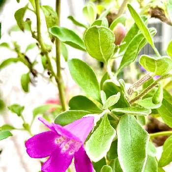 薄紫色の花♡の画像 by 柊さん | 玄関とレウコフィルムと#山野草と大きくなぁれ♪と#ガーデニングと薄紫色の花♡とレウコフィルム✨