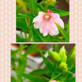 ホウセンカ,ピンクの花,夏のお花,おうち園芸,バルコニー/ベランダの画像