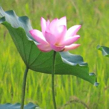 ハスの花 の投稿画像一覧 Greensnap グリーンスナップ