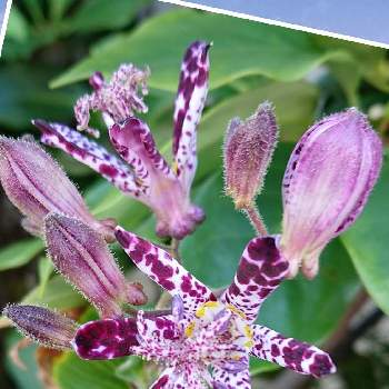 不思議な花の投稿画像一覧 Greensnap グリーンスナップ