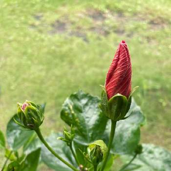 南国のお花の投稿画像一覧 Greensnap グリーンスナップ