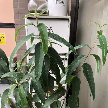 レモン ユーカリの投稿画像一覧 Greensnap グリーンスナップ