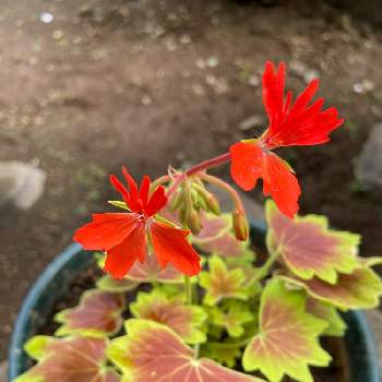 紅葉葉ゼラニウムの投稿画像一覧 Greensnap グリーンスナップ