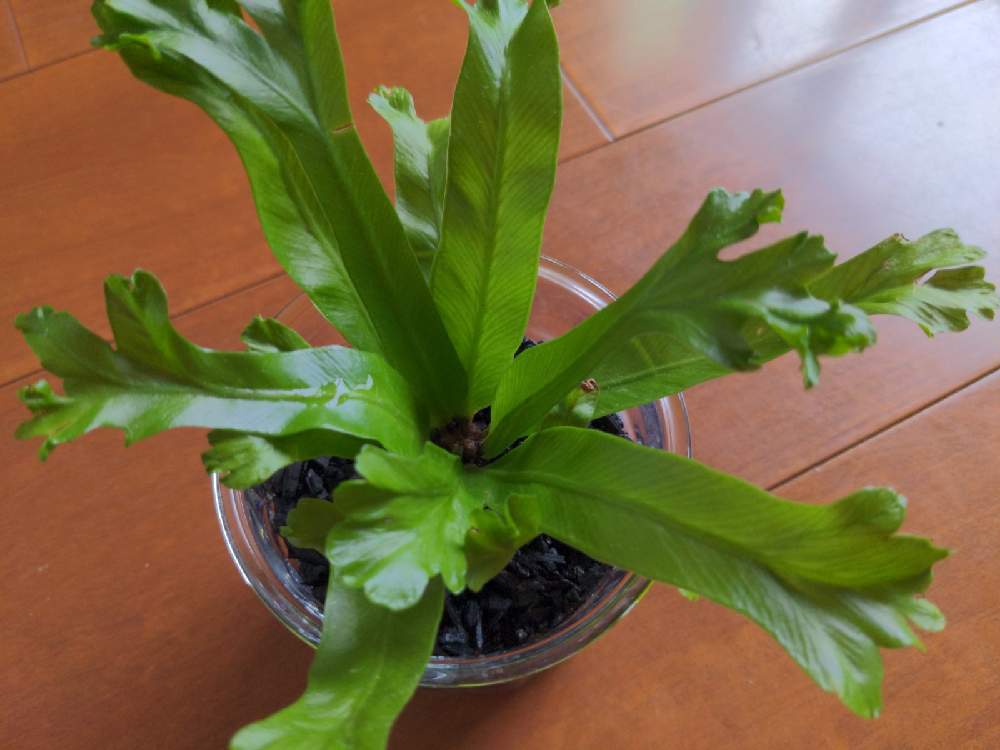 アスプレニウム Greensnap グリーンスナップ