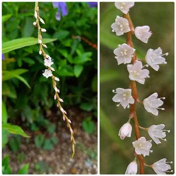 白花桜蓼 の投稿画像一覧 Greensnap グリーンスナップ