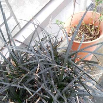 オオバジャノヒゲの投稿画像一覧 Greensnap グリーンスナップ