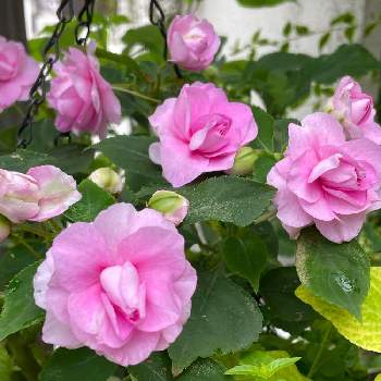 薔薇咲きインパチェンス♡の画像 by キララさん | アプローチと薔薇咲きインパチェンス♡とまた、咲いてくれたとバラのような花とお花に癒されてと風に揺れてとピンク色の花と花のある暮らしとハンギング・バスケットと花姿が魅力的と花色が可愛い