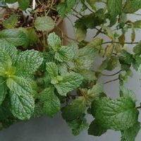 スペアミントの育て方 苗の植え付けや種まき 収穫の時期は Greensnap グリーンスナップ スペアミントの育て方 苗の植え付けや種まき 収穫の時期は Greensnap グリーンスナップ