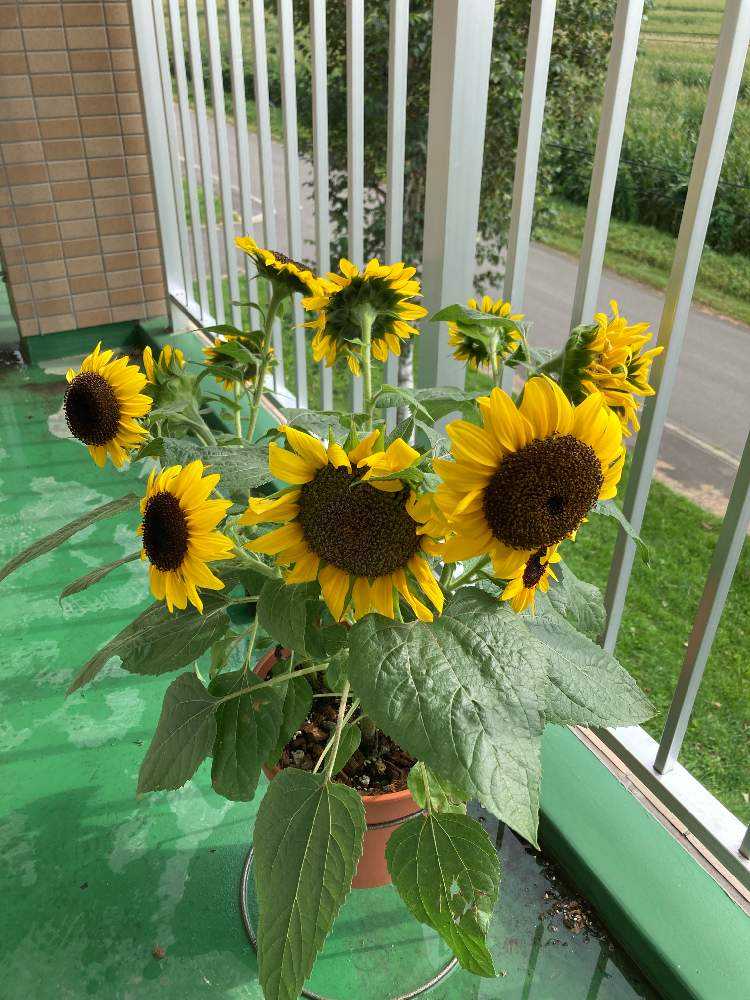 タネから育てるヒマワリ🌻ミラクルビームin北海道｜🍀GreenSnap