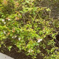 ドウダンツツジの育て方 植え替えや肥料の時期は 鉢植えもできる Greensnap グリーンスナップ ドウダンツツジの育て方 植え替えや肥料の時期は 鉢植えもできる Greensnap グリーンスナップ