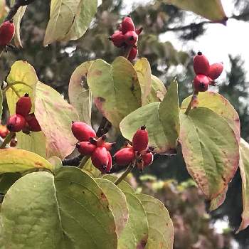 ハナミズキの赤い実の投稿画像一覧 Greensnap グリーンスナップ