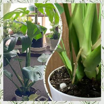 モンステラ♪の画像 by Fuchsia422さん | 窓辺とモンステラと植物のある暮らしと初心者ですとモンステラの葉とモンステラ♪