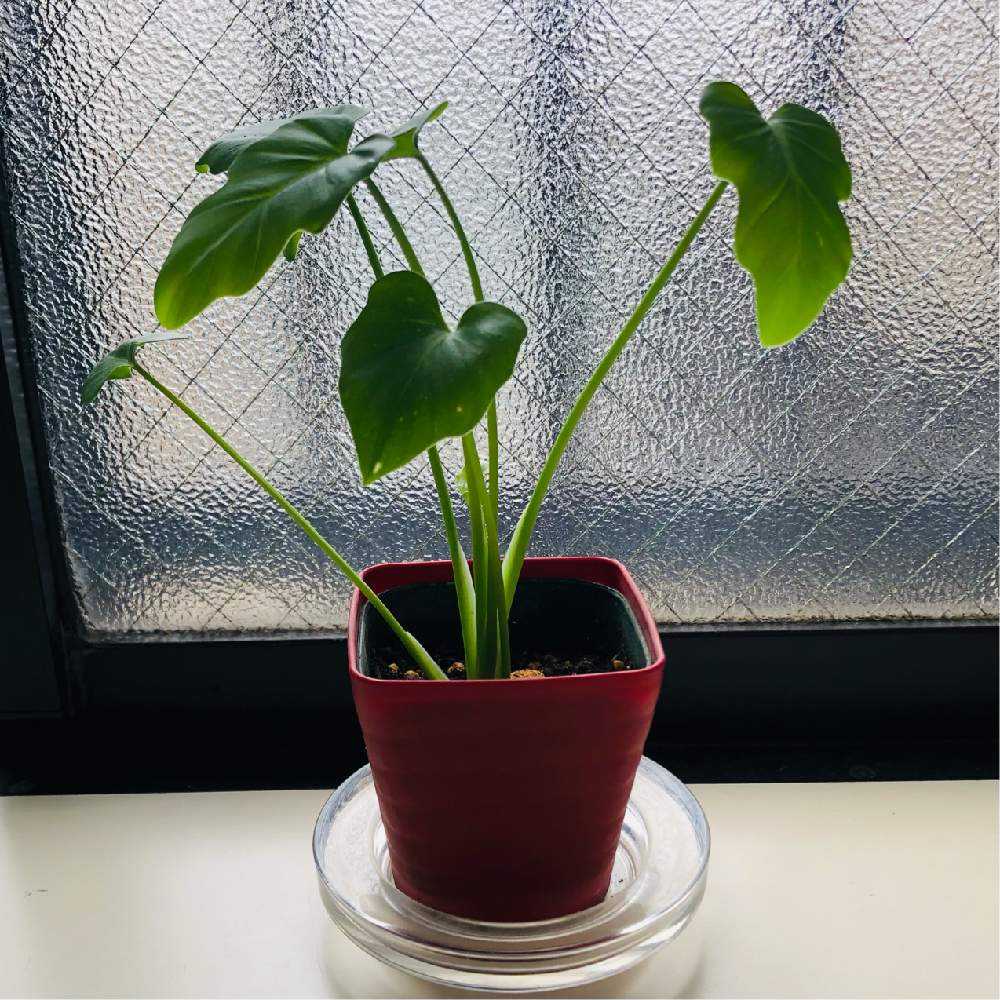 フィロデンドロン クッカバラ 子株 Greensnap グリーンスナップ