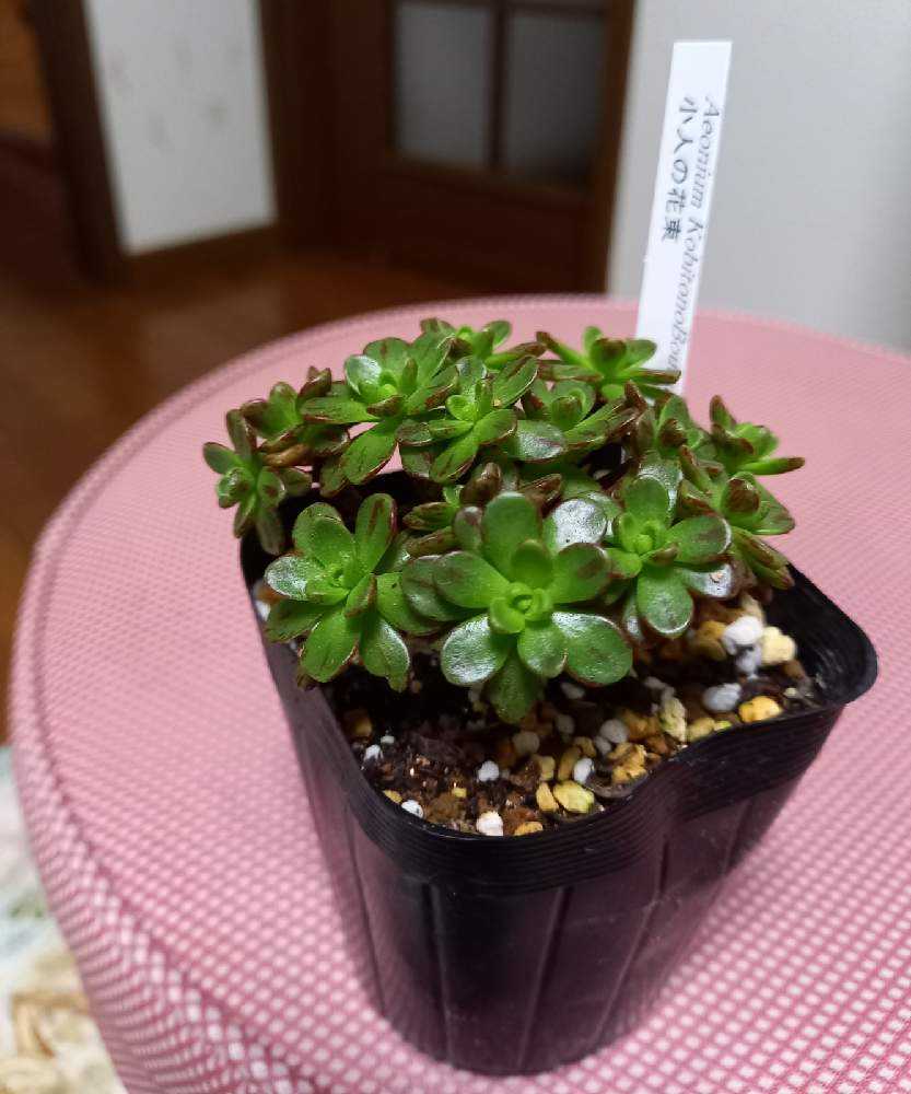 352🌹小人の花束 小人のブーケ|🍀GreenSnap(グリーンスナップ) 352🌹小人の花束 小人のブーケ|🍀GreenSnap(グリーンスナップ)