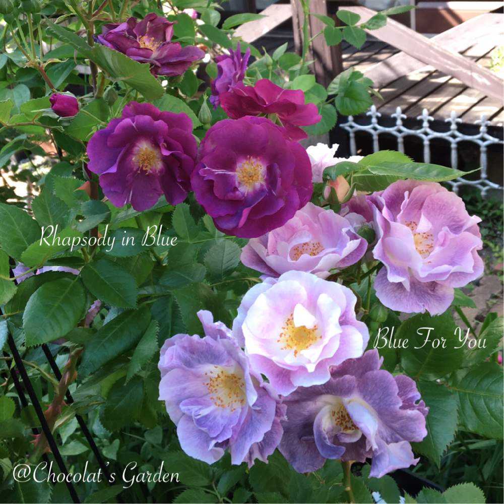 Chocolat's Gardenのバラ🌹2021年春 ブルーフォーユー ｜🍀GreenSnap