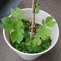 モンキーポッドの育て方 種まきや植え付けの時期は 庭木にもできる Greensnap グリーンスナップ