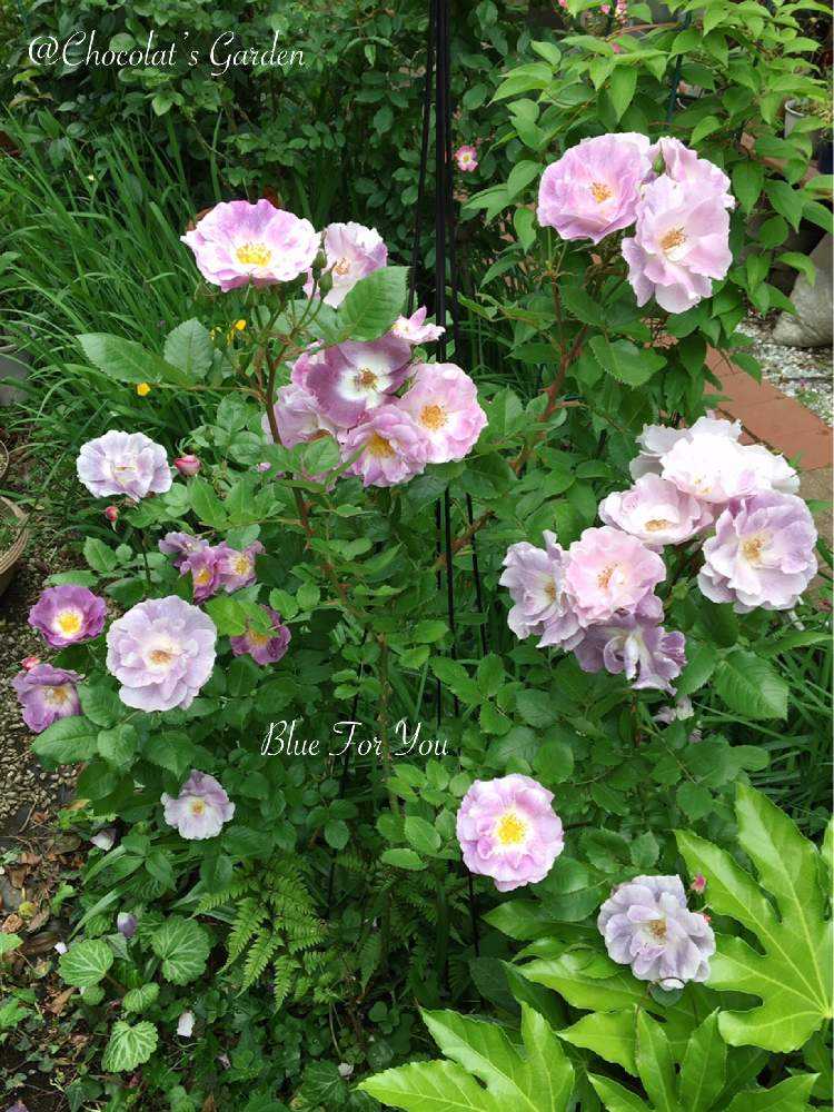 Chocolat's Gardenのバラ🌹2021年春 ブルーフォーユー ｜🍀GreenSnap