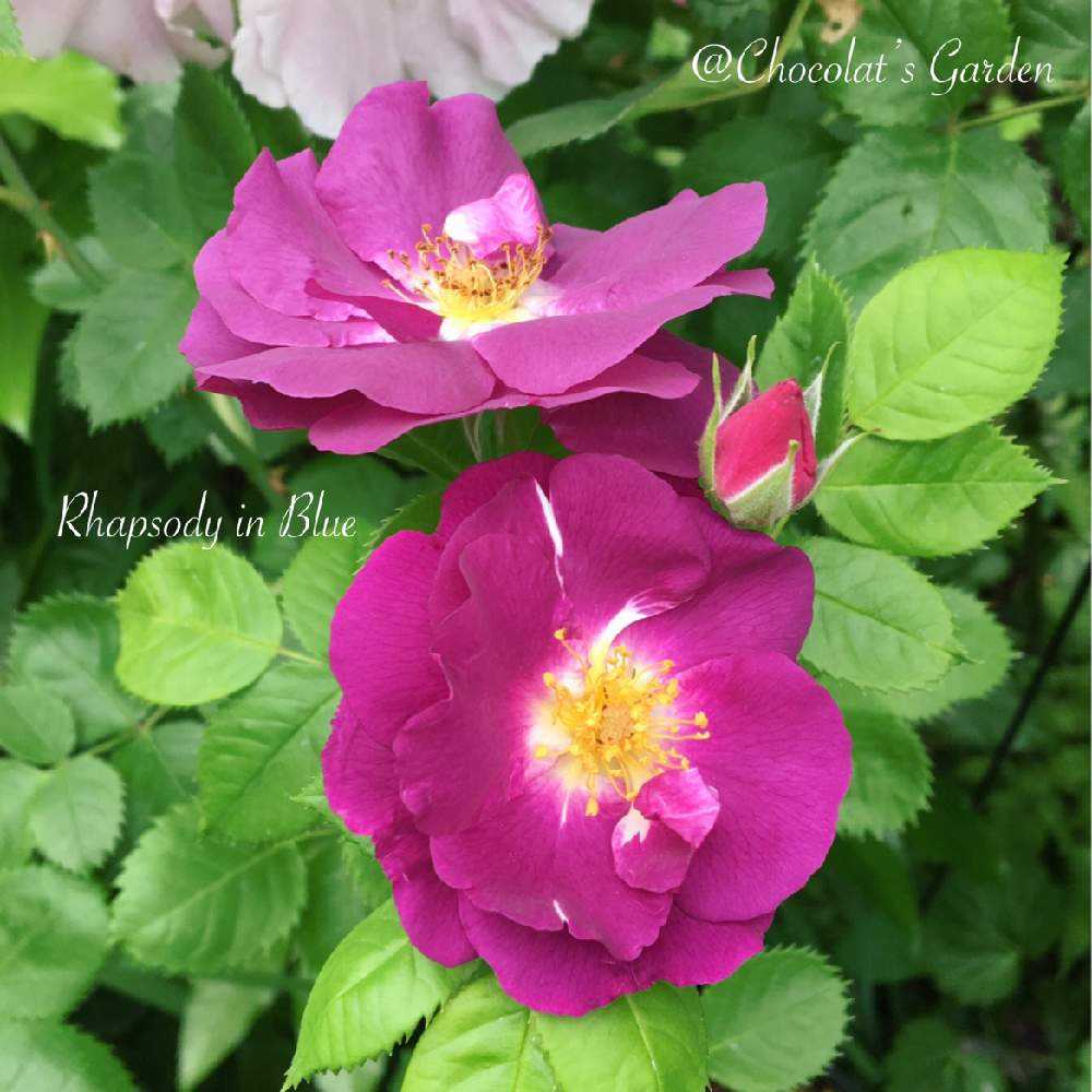 ブルーフォーユー薔薇挿し穂 ブルーフォーユー薔薇挿し穂 ブルー