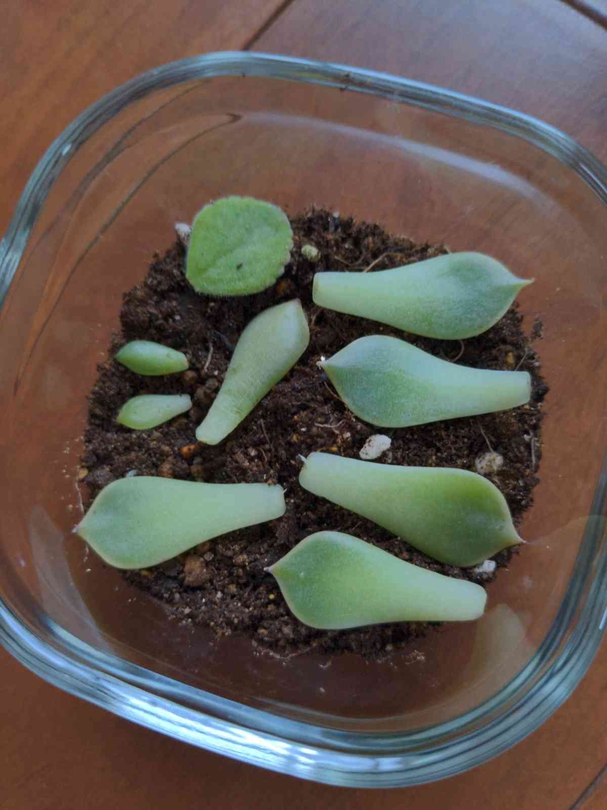 葉挿しにトライ｜🍀GreenSnap（グリーンスナップ）