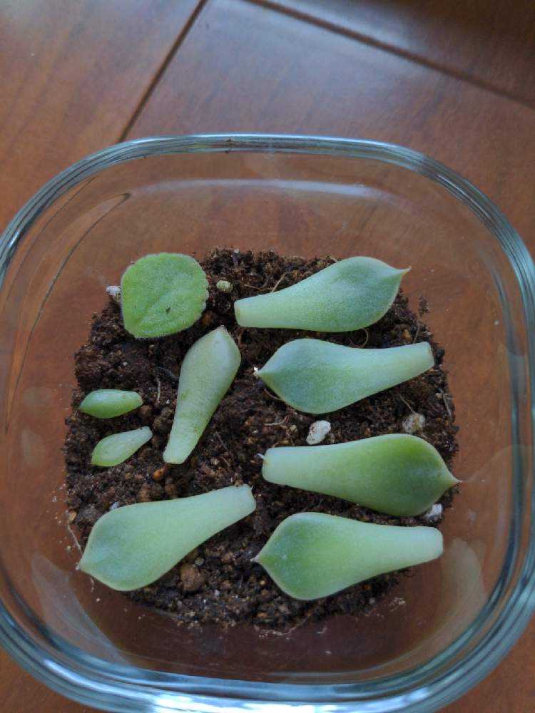 葉挿しにトライ｜🍀GreenSnap（グリーンスナップ）