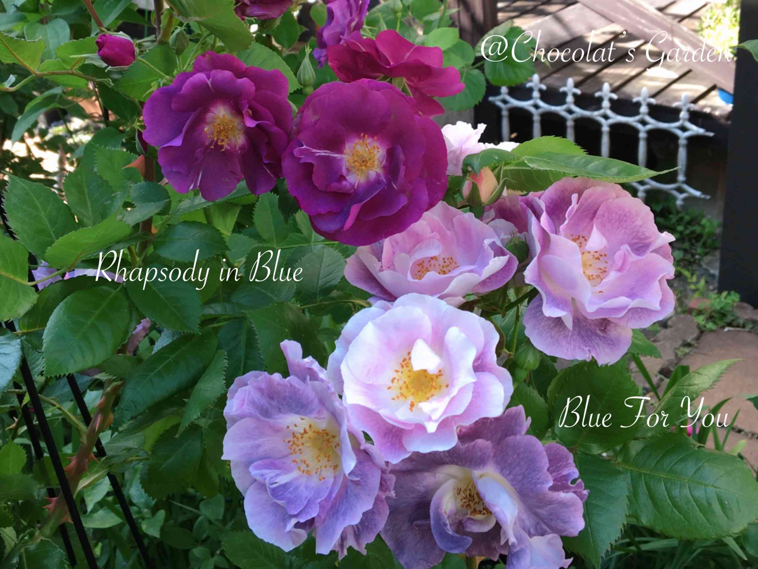 Chocolat's Gardenのバラ🌹2021年春 ブルーフォーユー ｜🍀GreenSnap