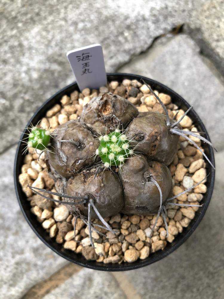 海王丸錦 ピンク 微発根 ギムノカリキウム 多肉植物 【公式通販】