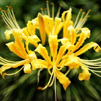彼岸花黄色の画像 by XLCRさん | 小さな庭とショウキズイセンと黄色い花と彼岸花黄色